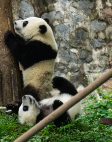 База панд в Дуцзянъяне