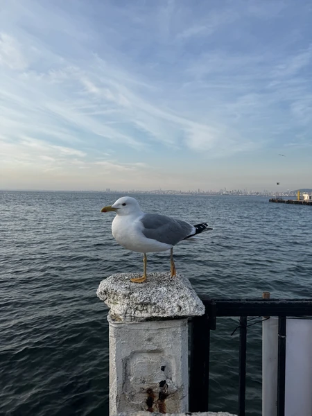 Отличный формат экскурсии для знакомства с островом Бююкада. На нем нельзя передвигаться на обычных автомобилях. Только