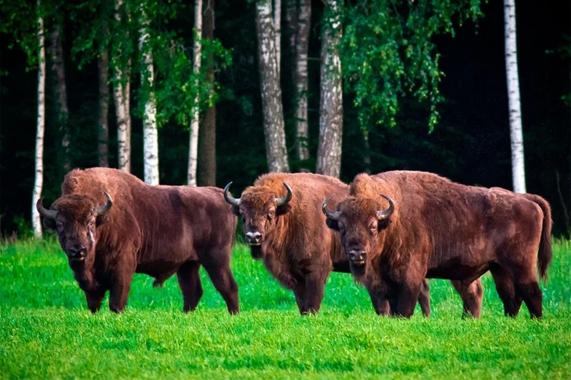 Фото авторского тура "Выходные в Беловежской пуще. Индивидуальный тур"