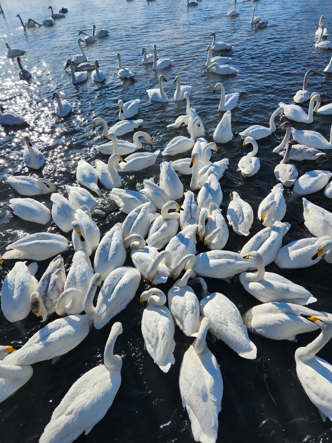 Хочу выразить огромную благодарность Ирине - моему экскурсоводу, за потрясающую поездку к лебединому озеру. Ирина очень