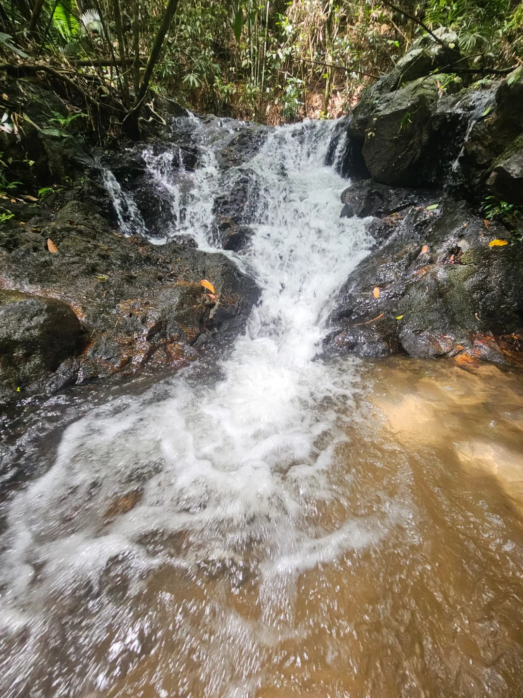 Незабываемое приключение в джунгли Пхукета! Экскурсия превзошла все ожидания: от завораживающих видов до общения с природой