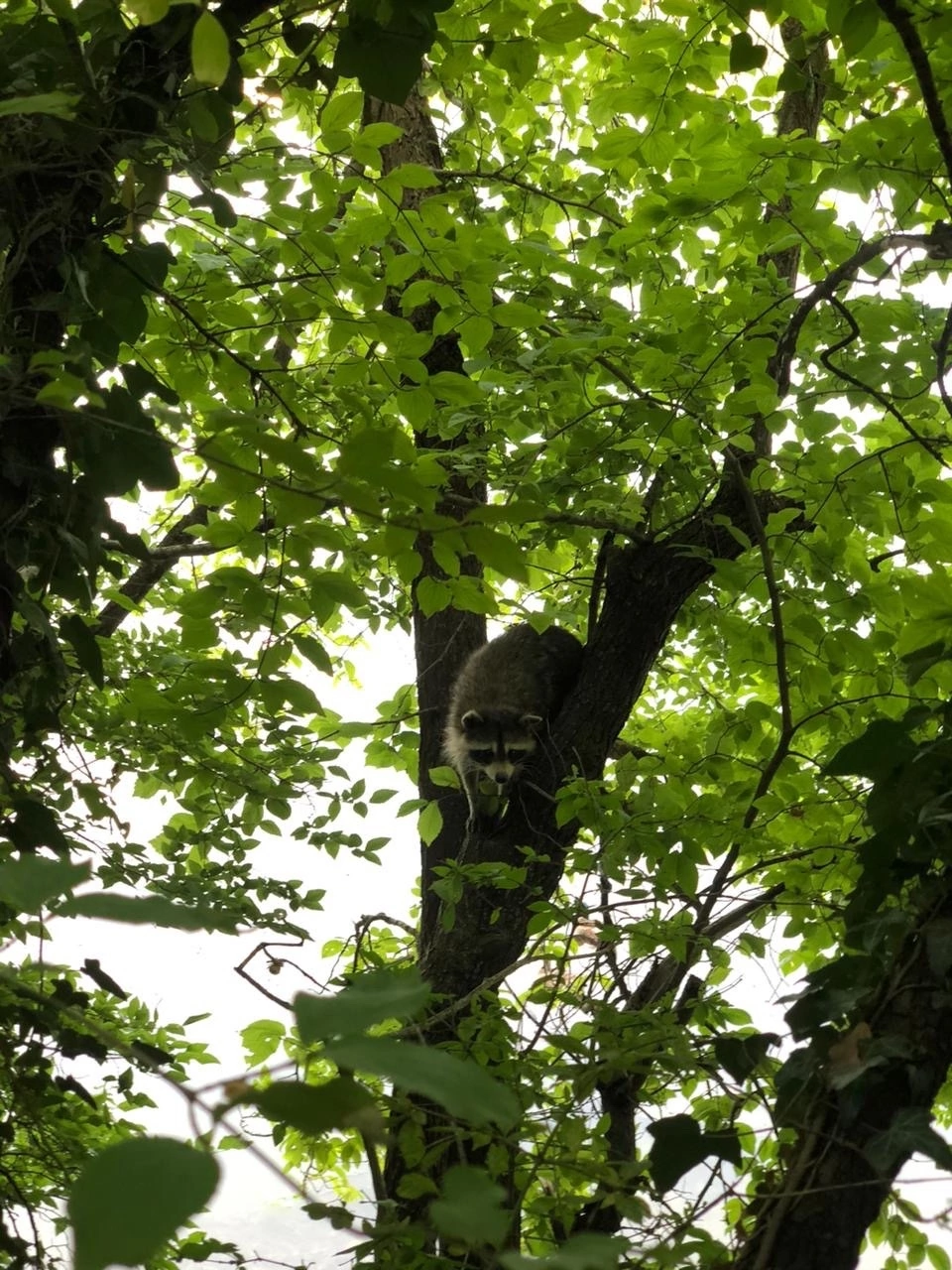 Все очень понравилось. Как же здорово поплавать после мини похода! Встреча с енотом тоже добавила впечатлений