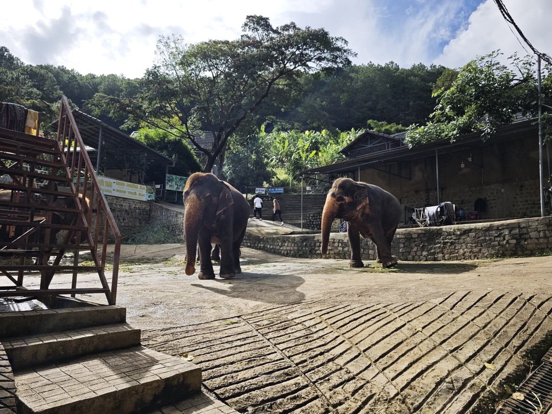 В Далат - из Нячанга (Виталий)