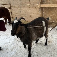 Фото отзыва 2: экскурсия "Каникулы в Хибинах + этническая деревня саами"