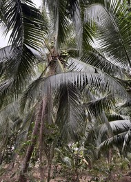 Фото отзыва 2: экскурсия "Экскурсия по дельте реки Меконг"