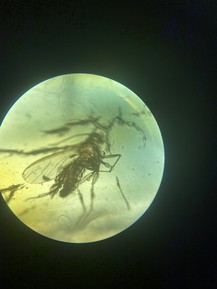 Фото отзыва 1: экскурсия "Калининград: самый смак за 3 часа"