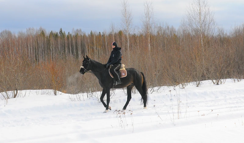 Катание верхом или в санях на конеферме в 33 км от Екатеринбурга