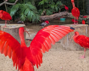 Водопады Игуасу и Парк птиц