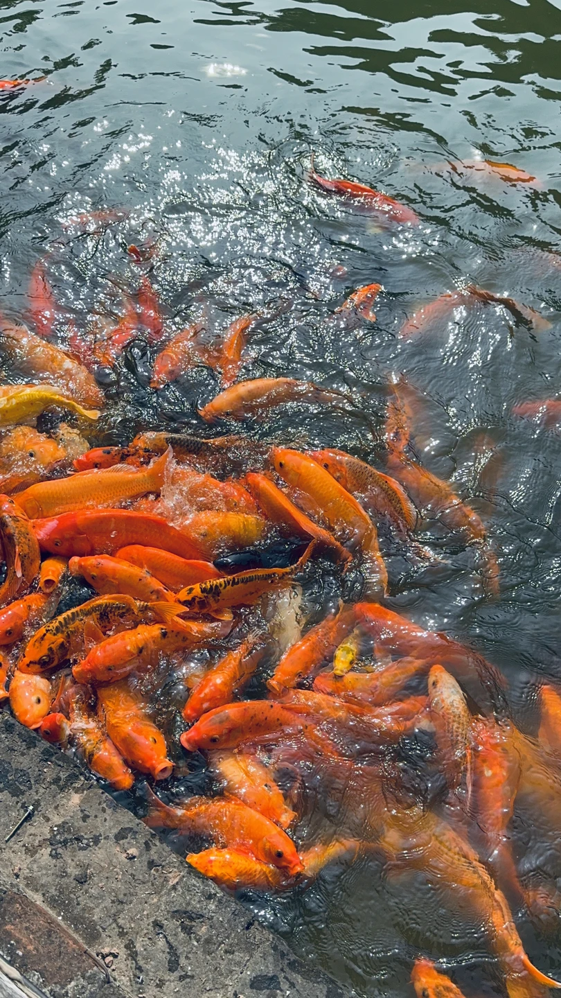 Первое знакомство с Ханоем