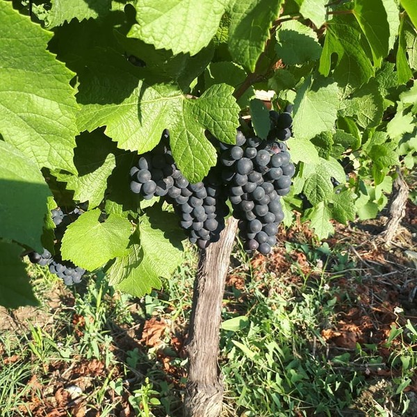 Винодельня Мысхако и другие окрестности Новороссийска