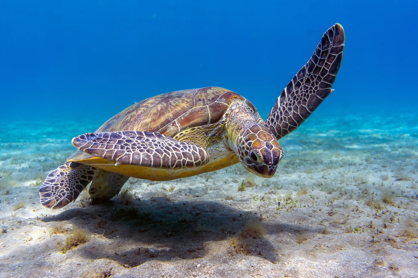 Абу Даббаб: свидание с морскими черепахами