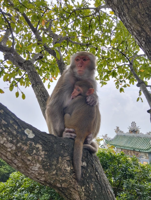 Дананг, Ми Сон и Хойан за 1 день