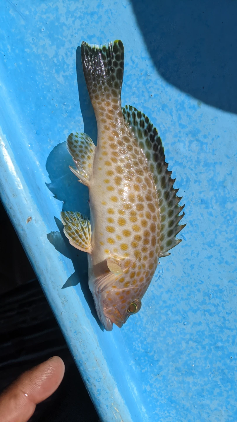 Морская рыбалка из Шарм-эль-Шейха (Sergey)