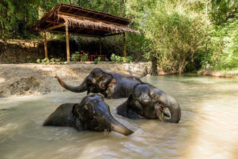 Слоны Као Лака: экскурсия по заповеднику на английском языке