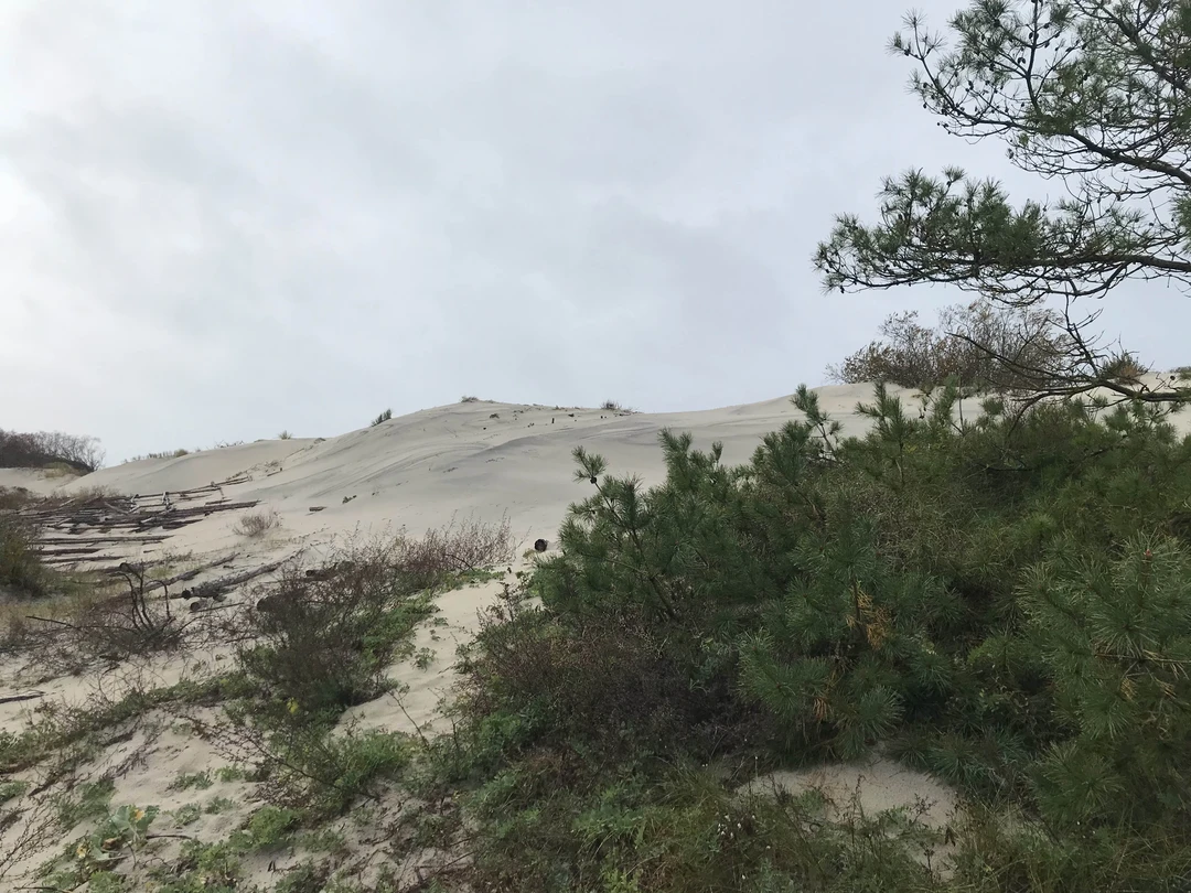 Куршская коса и Зеленоградск за 1 день (из Калининграда) (Юлия)