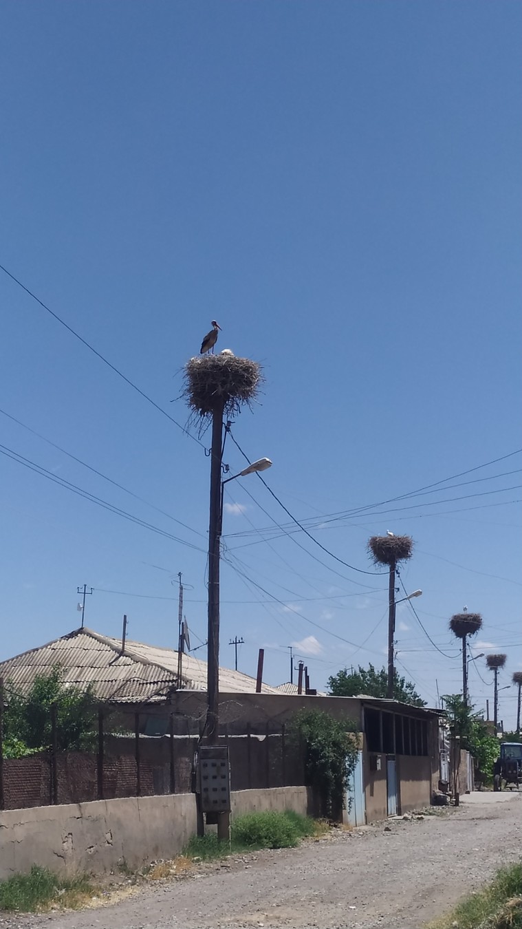 Фото Винный тур под аккомпанемент Арарата и Нораванка
