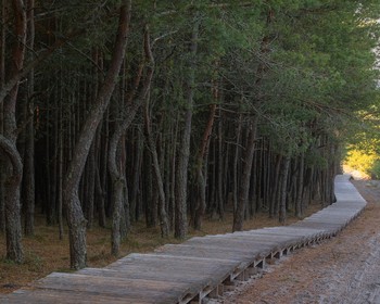 Зеленоградск, Куршская коса, дегустация сыра, Светлогорск и кулинарный мастер-класс