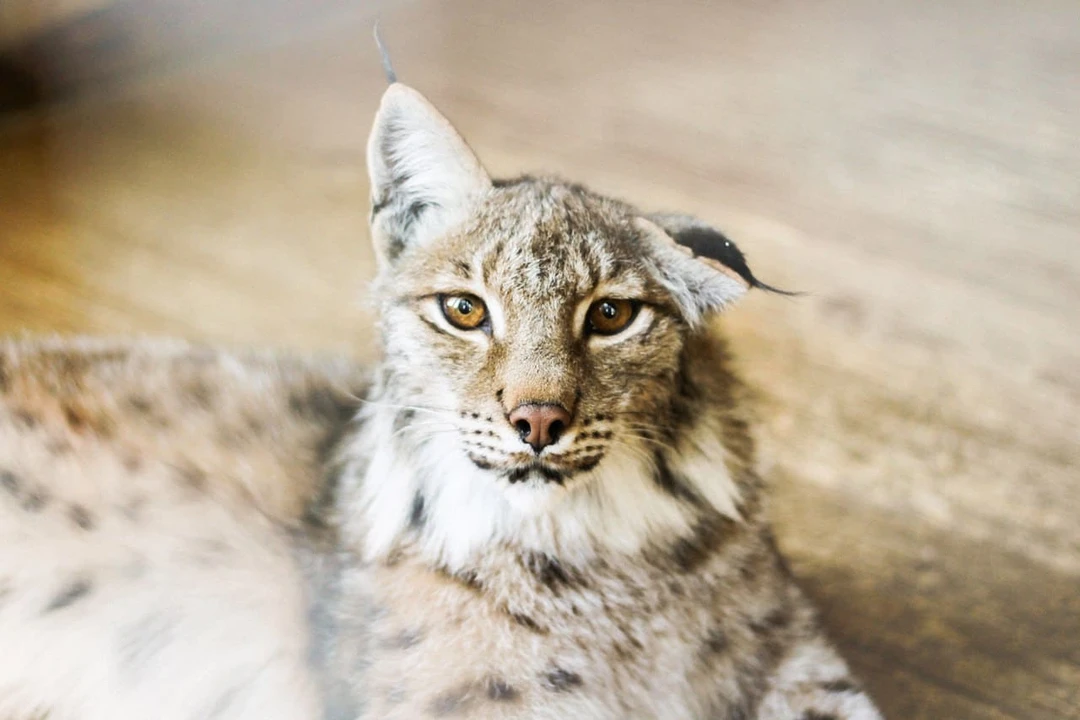 Карелия зимой