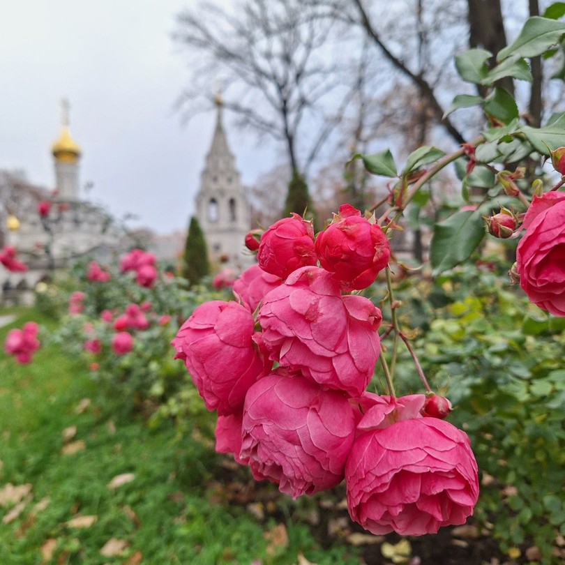 Некрополь Донского монастыря (Людмила)