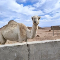 Фото отзыва 2: экскурсия "Наземные и подводные красоты заповедника Рас-Мохаммед"