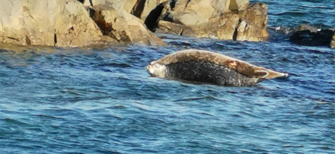 Морское приключение во Владивостоке: мыс Тобизина, котики и морепродукты (Нина)