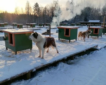 Тренировочный центр экспедиционных собак, деревня Киндасово, размещение в Петрозаводске