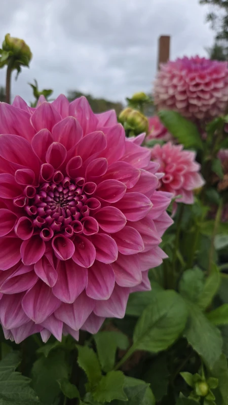 Австралийская Англия: вино, поместья и магия Мэри Поппинс (из Сиднея)