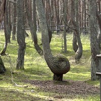 Фото отзыва 2: экскурсия "Комфортная поездка на Куршскую косу"