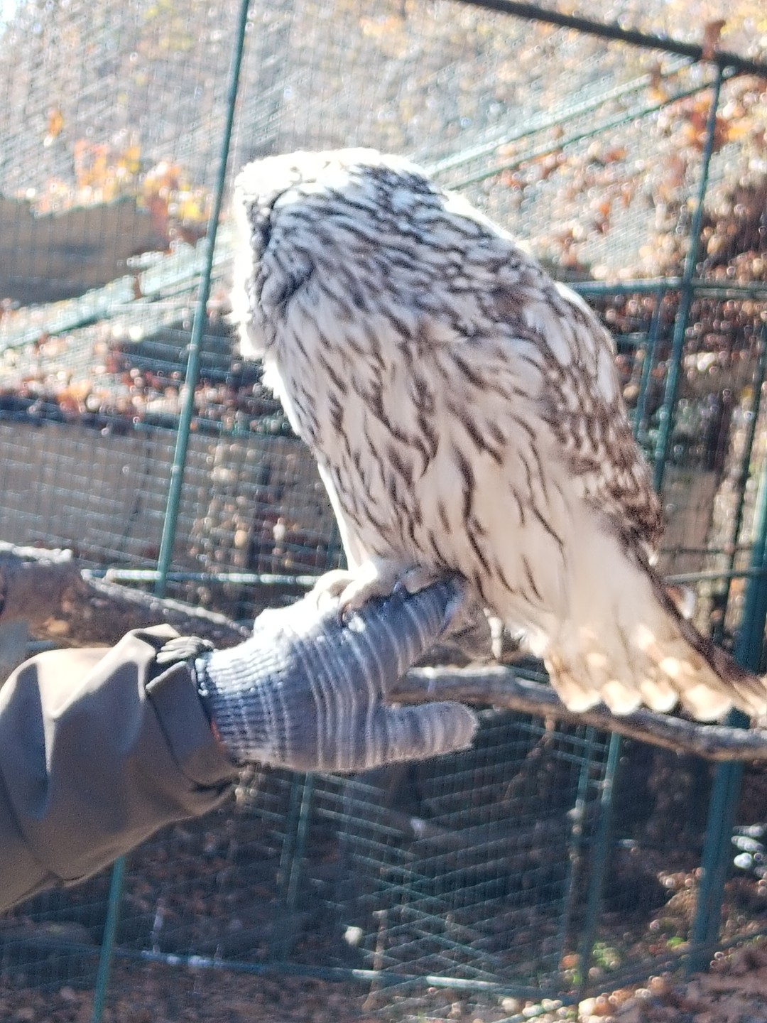 Экскурсия 3 в 1: сафари-парк + бухты Шамора и Стеклянная (Маргарита)