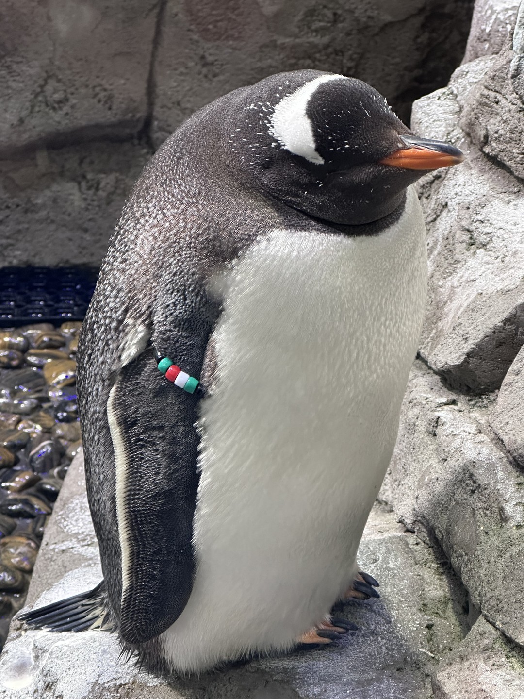 Великолепно построенная экскурсия. Не много, не мало, не напряжно, комфортно, интересно, все лучшие локации охвачены, на