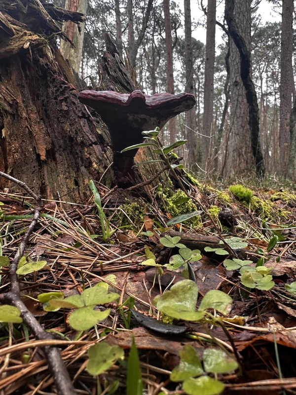 Куршская коса: лес, залив и дюны