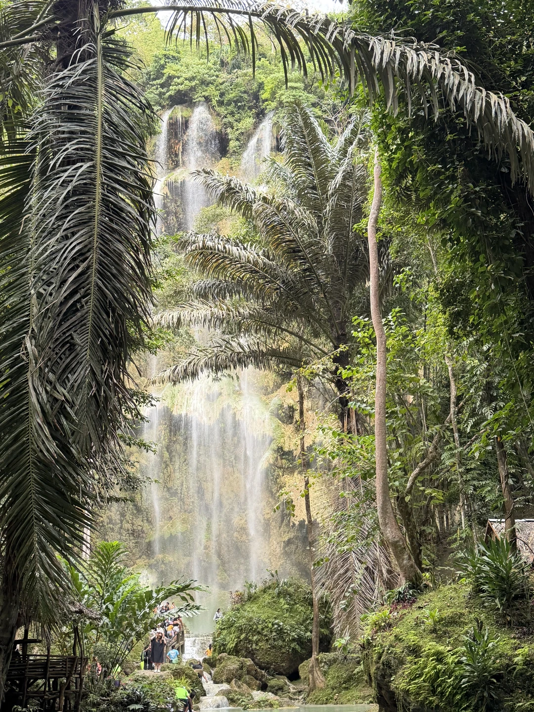 лавание с китовыми акулами было просто фантастическим — эти гиганты выглядят невероятно, но совсем не опасны