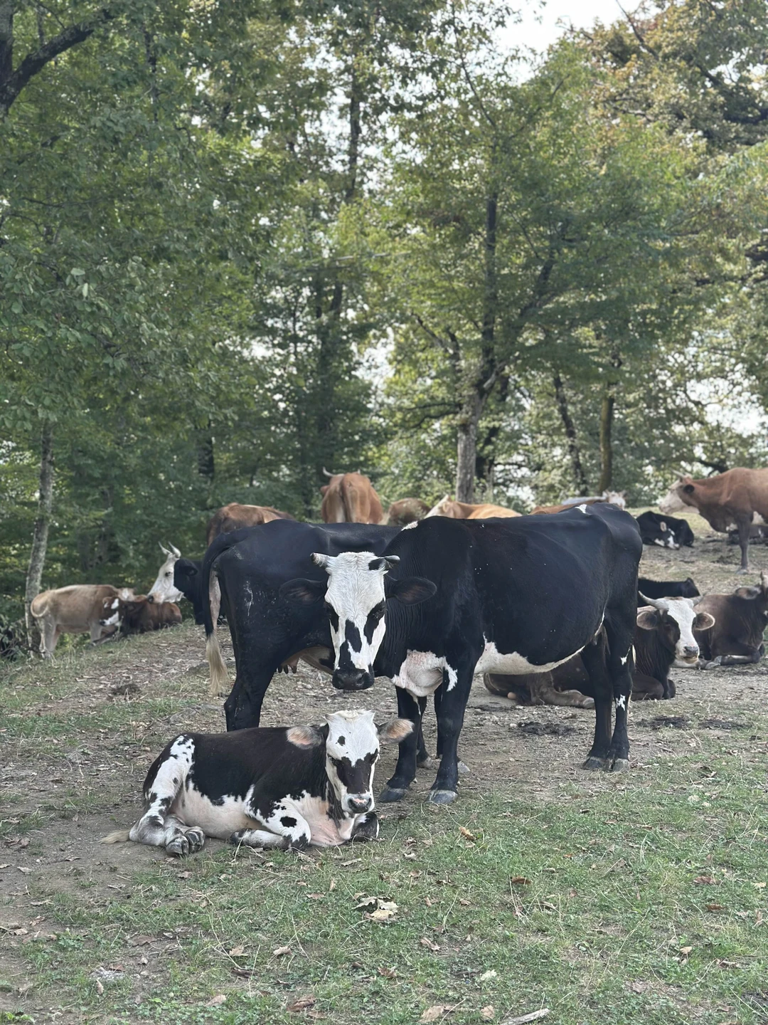 Экскурсия очень разнообразная. Погуляли по волшебному самшитовому лесу, залезли на руины, нафотографировались на чайных плантациях, попробовали