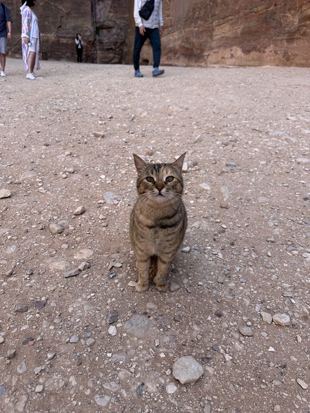 Вчера ездили на экскурсию «Иордания и древняя Петра». Всё очень понравилось, нас было три взрослых человека