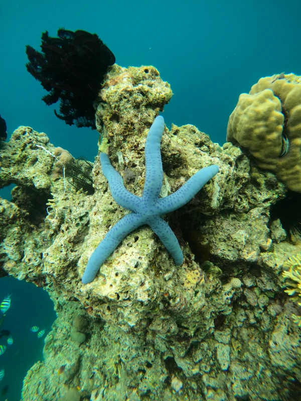 Фото отзыва 2: экскурсия "Красота и аутентичность востока Бали"