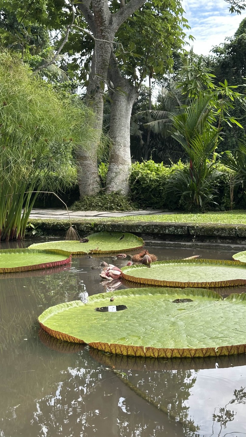 В мире животных, птиц и бабочек - на Бали (Nadi)