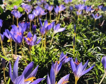 Фото отзыва 2: авторский тур "Перезагрузка в Абхазии: йога-тур с духовными практиками и экскурсиями"