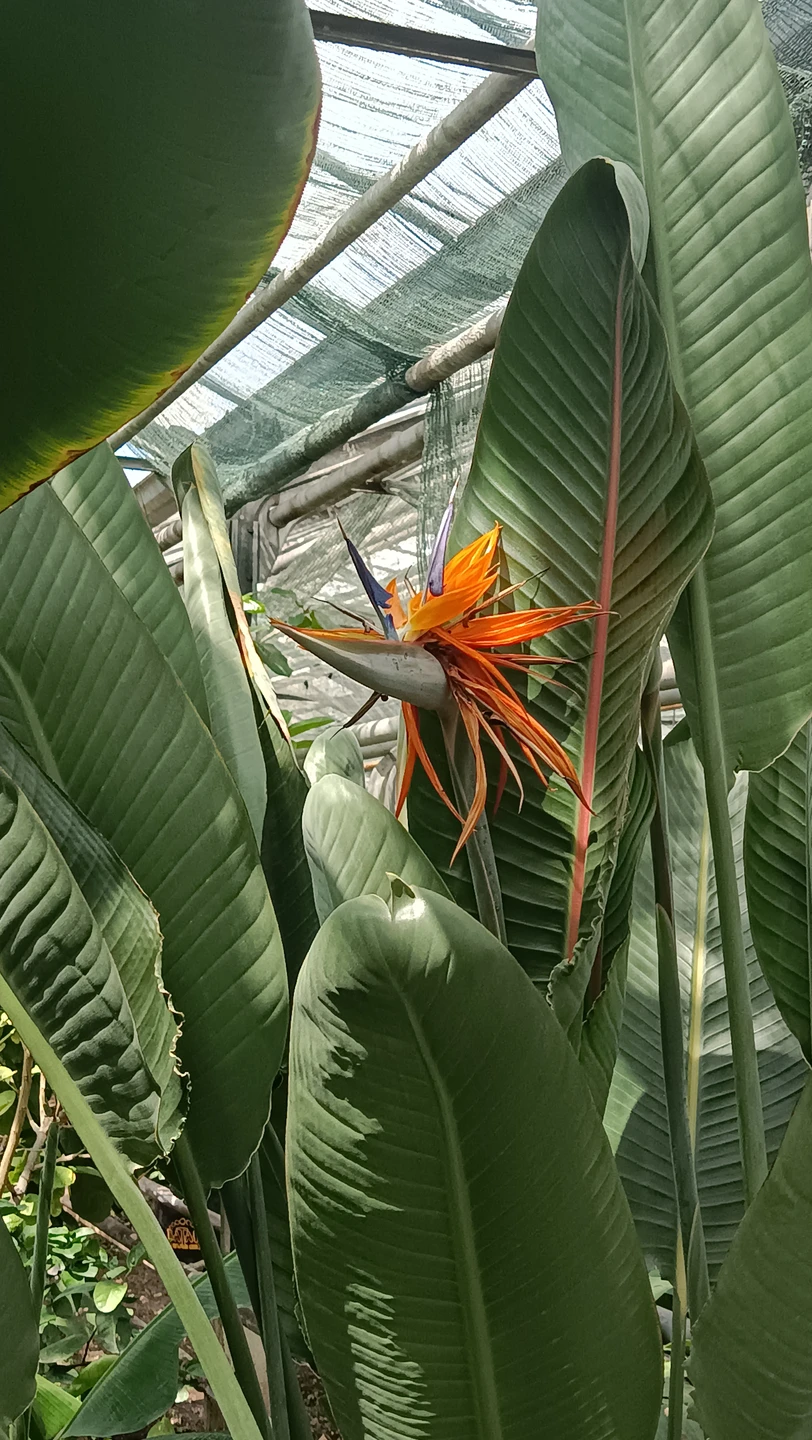 Экскурсия началась в лимонарии, о чем организатором не было сказано ранее в смс. При бронировании в билета было только указано место встречи