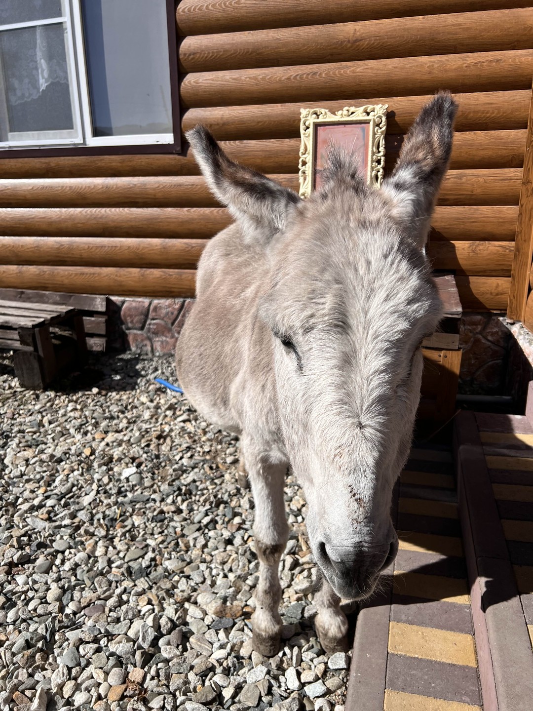 Из Кисловодска в сказочный Домбай в мини-группе (Мария)