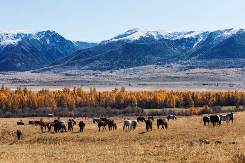 Мини-группой по Алтаю в медно-золотом убранстве осени