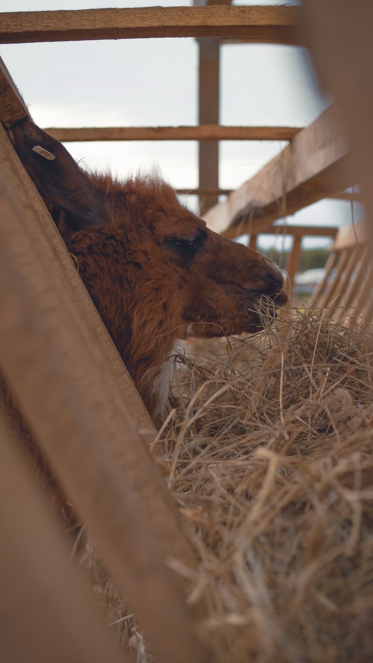 На ферму альпак — из Владивостока (6/16)