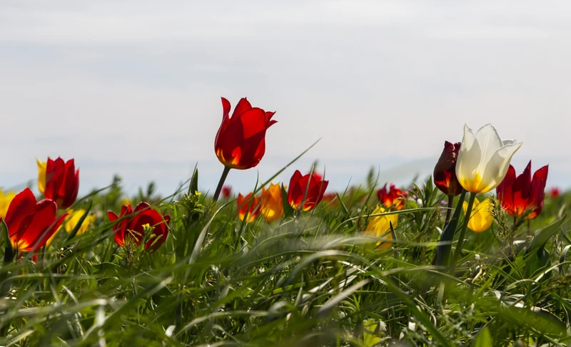 Калмыкия в цвету: буддийские святыни, кочевые народы и ковёр из тюльпанов