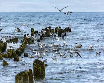 Фото 2: авторский тур «Куршская коса, курорты Балтики и 2 дня в Калининграде (проживание не включено)»