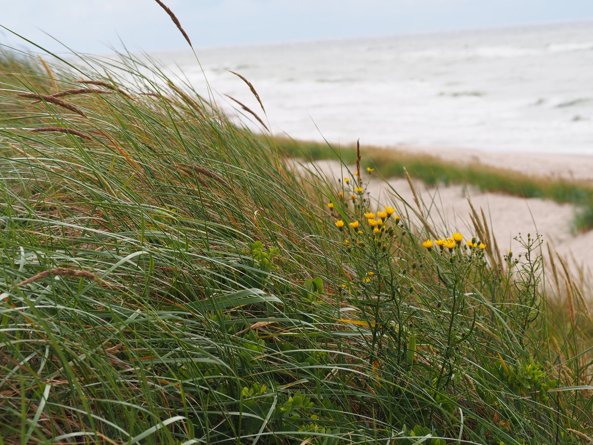 Уникальные ландшафты Куршской косы