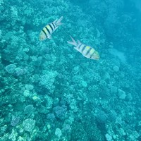 Фото отзыва 2: экскурсия "Цветной каньон Саляма + Дахаб"