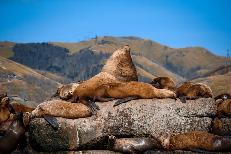 Фото - Экскурсия: "Что за лев этот сивуч!"