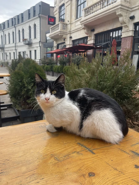 Были сегодня на экскурсии по Тбилиси с экскурсоводам Карина ❤️ Она восторг! Столько интересных фактов о