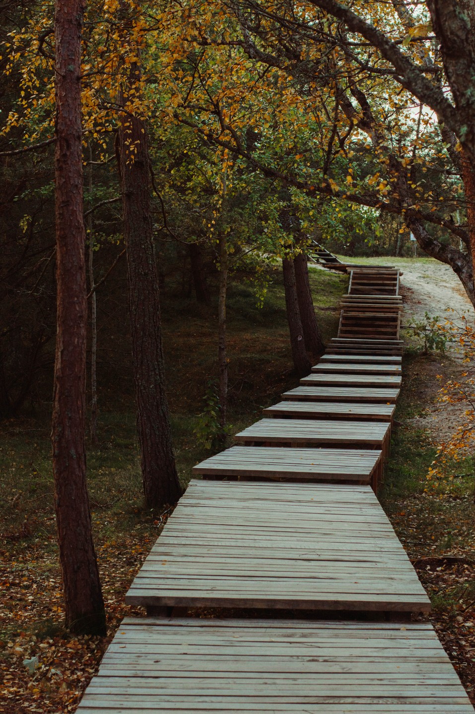 Куршская коса в мини-группе (Елизавета)