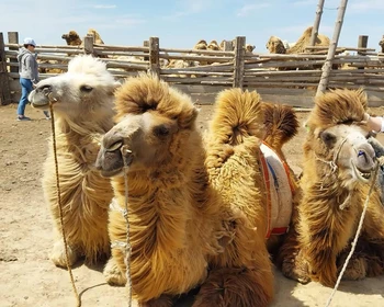 Страна Бумба: солёное Розовое озеро, поющие барханы, погружение в быт, прогулка на верблюдах и мастер-класс