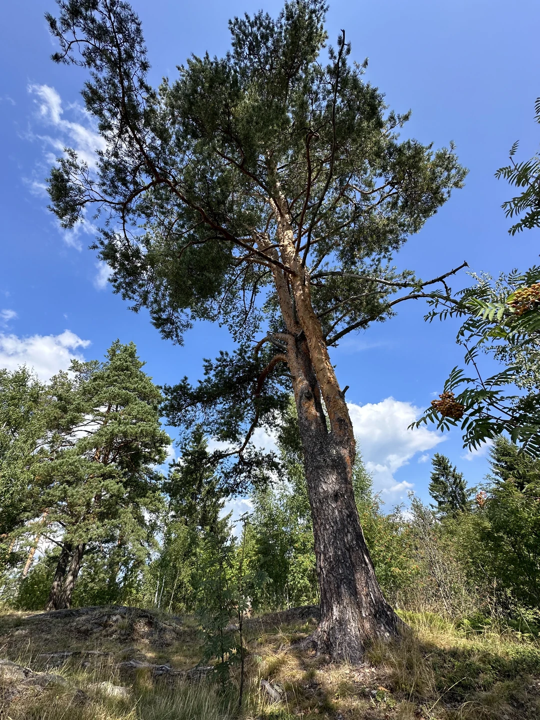 Заказали экскурсию через Трипстер. Сразу пришло подтверждение, внесли предоплату. В сообщении о подтверждении оплаты было указано